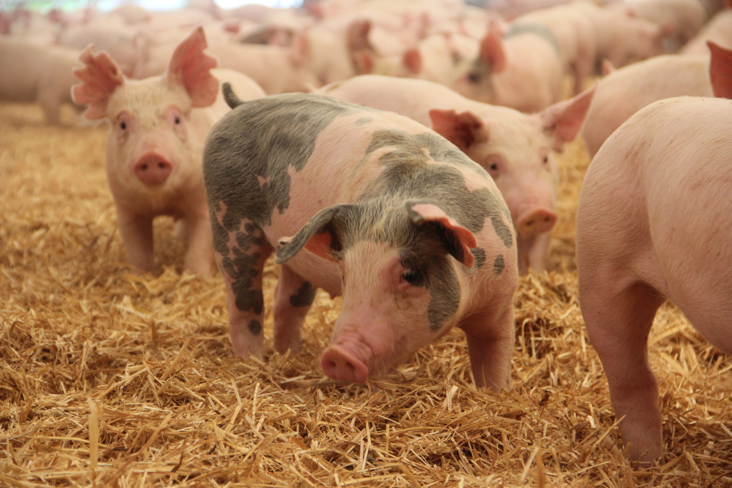 A California Proposition to Give Farm Animals More Rights Put on Hold ￼