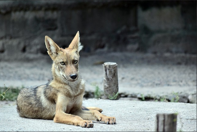 What to do if you see a coyote on campus?