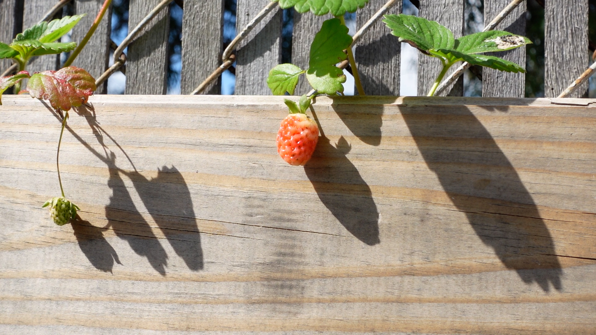 Photo of a tiny strawberry growing.