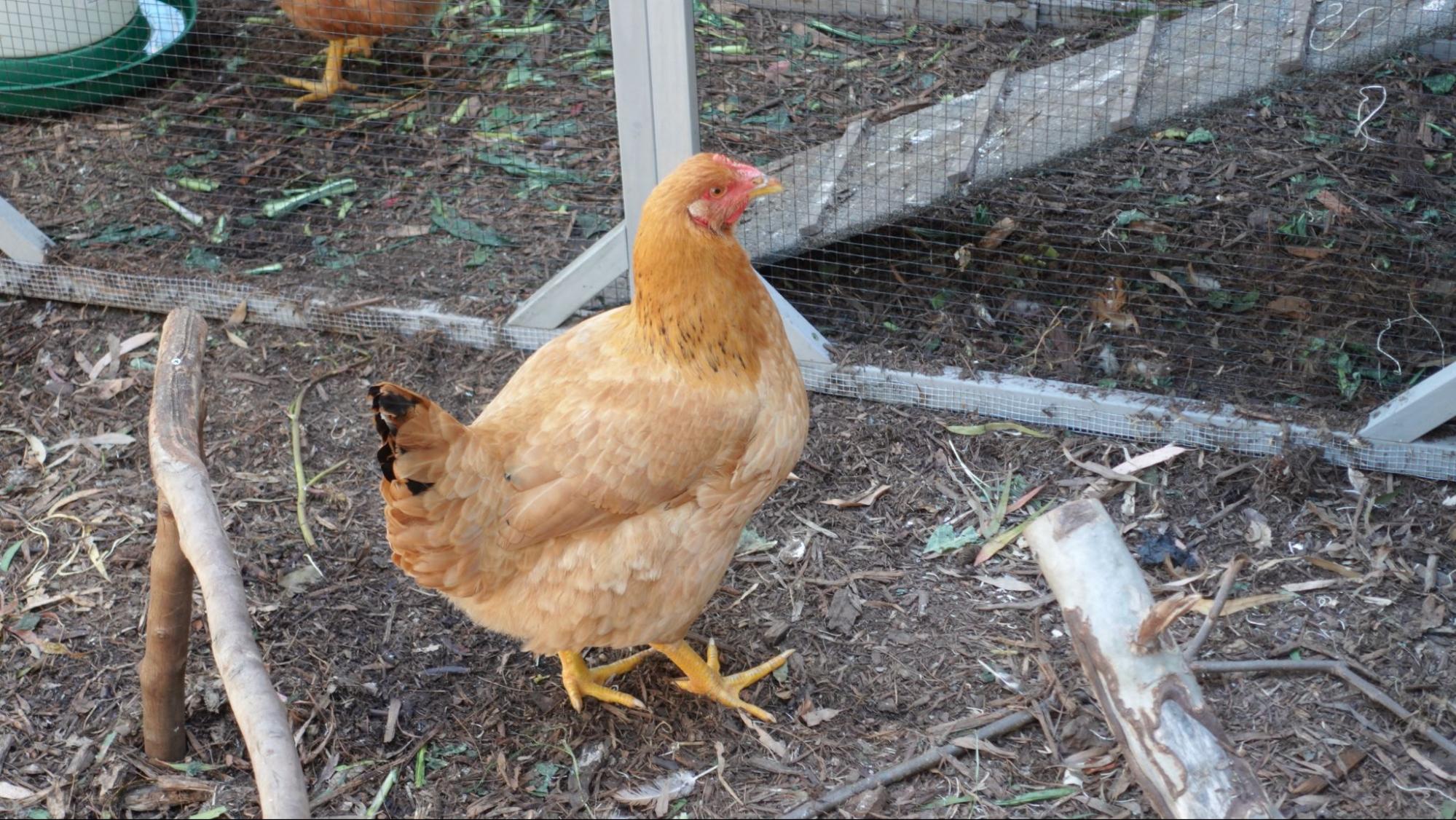 Photo of a chicken